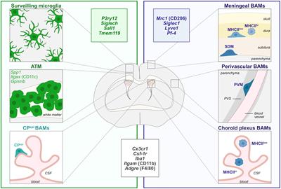 Frontiers | Multifaceted Microglia During Brain Development: Models And ...